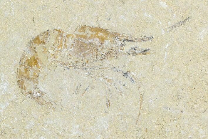 Cretaceous Fossil Shrimp - Lebanon #123896
